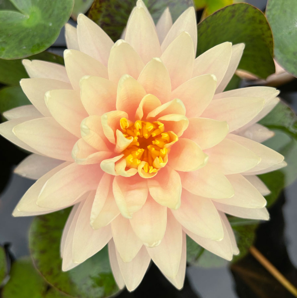 Seerose - Blushing Bride